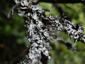 beskid wyspowy 15 (1)